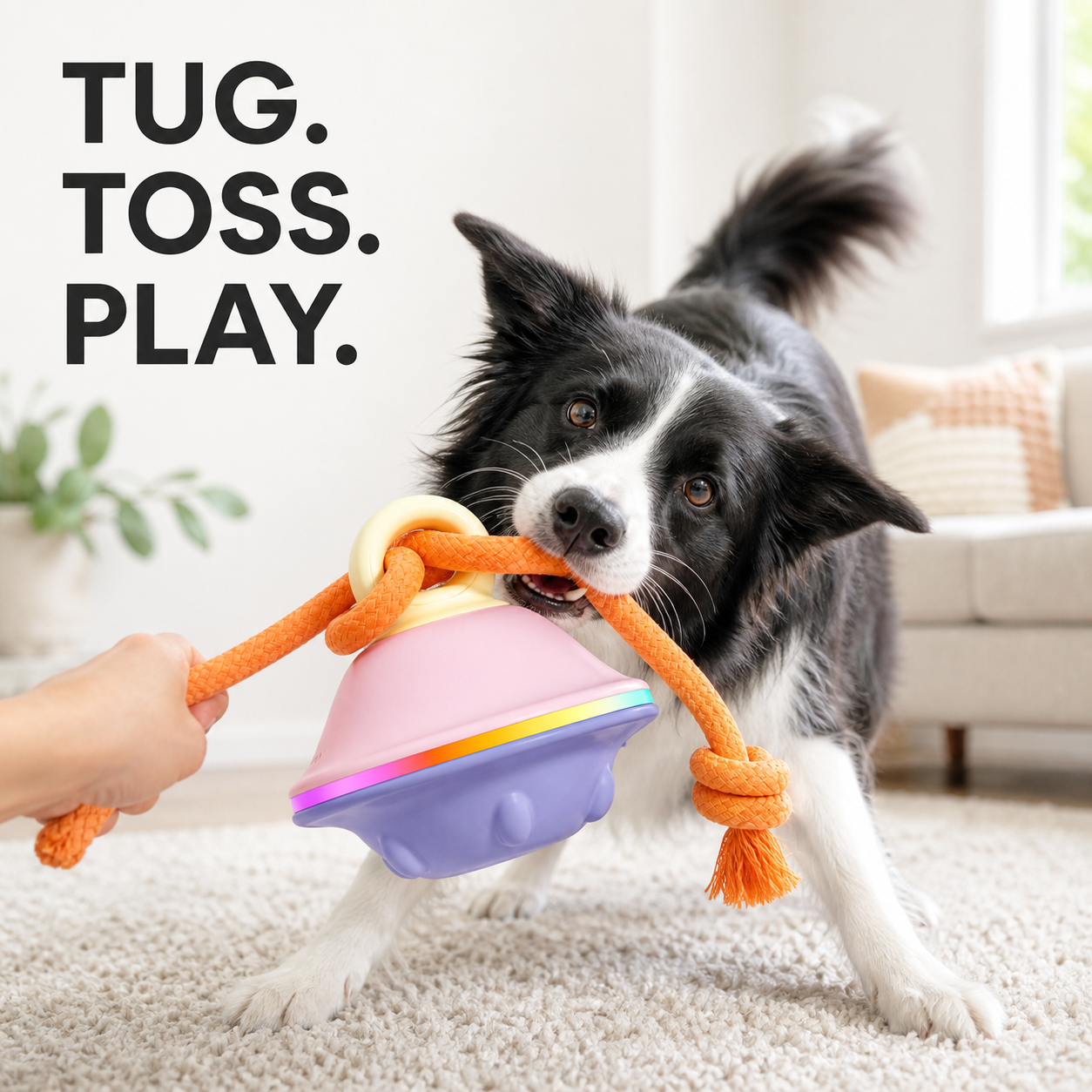 Dog playing tug with interactive UFO toy